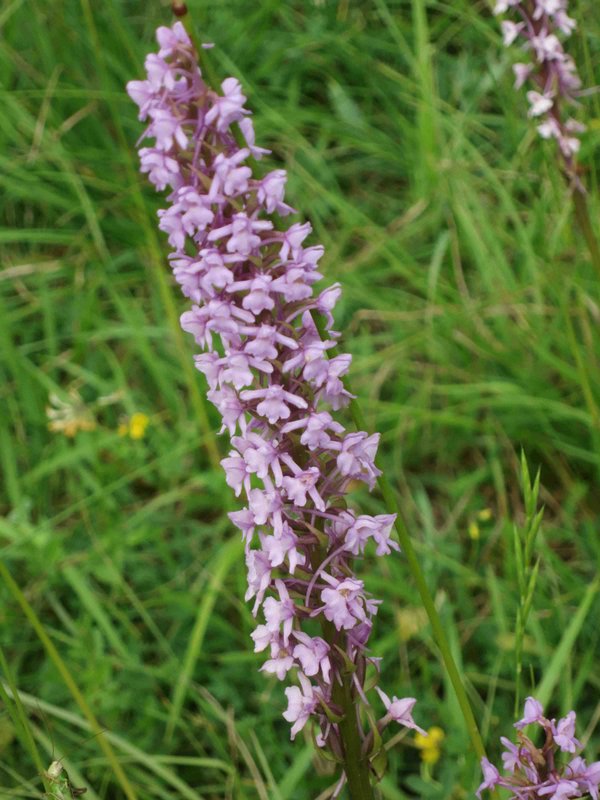 Orchis moucheron